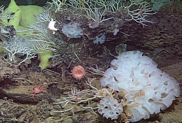 Census of marine life on Seamounts What roles do seamounts play in the biogeography, biodiversity,