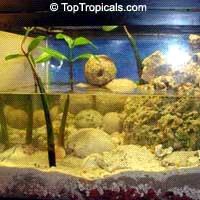 Page 2 Mangroves in Aquariums Red Mangrove Rhizophora mangle One of the best methods of filtering organic material from the salt water aquarium is through the use of the Mangrove plant.