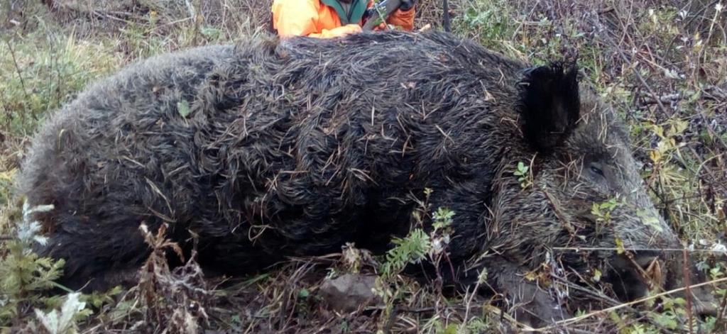 WILD BOAR 8 Nice Tusker hunted in 2017 Bronze medal: 110 114,99 CIC Silver medal: 115 119,99 CIC Gold medal: from 120 CIC Yearling 48 Piglet 40 Sow 200 Yearling 170 Tusker/CIC points Up to 80 408