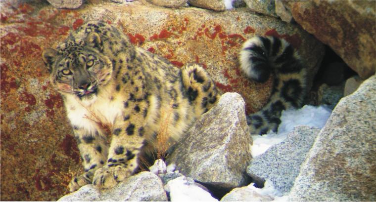 Snow Leopard Conservancy India Trust July to September, 2011 Copyright Snow Leopard Conservancy India Truust/Tsering Angmo SHAN This summer has seen SLC-IT work in different projects, participate in