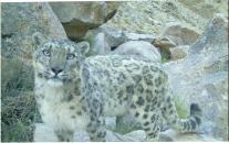 Right from on-going snow leopard monitoring programs in Western Ladakh, to strenthening of homestay program in the Zanskar Valley, to celebrating wildlife week and on-going education programs.