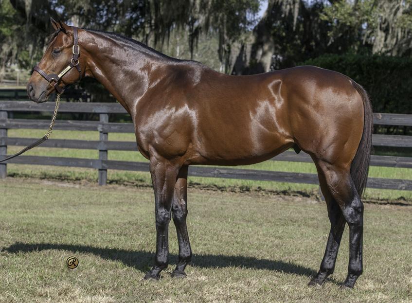 The Big Beast s 2-year-olds have shown early speed in the under-tack shows, but the stallion himself didn t begin his racing career until March of his 3-year-old campaign.