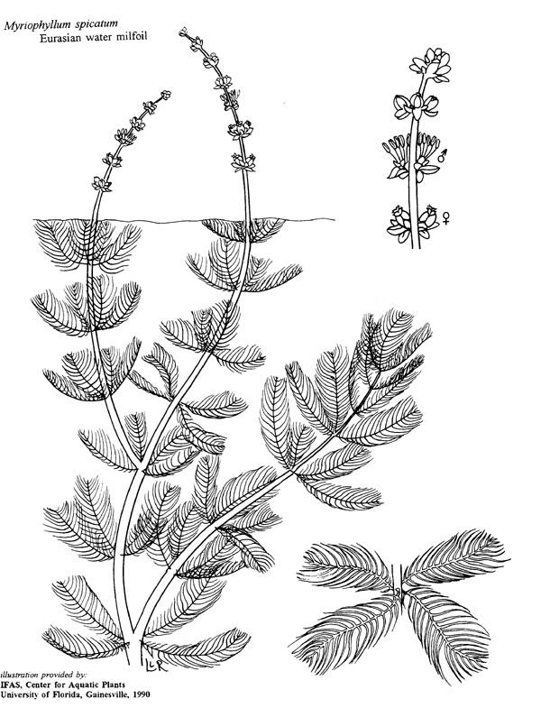 Figure 7.3 Line-Drawings of Myriophyllum aquaticum. (University of Florida, USA, http://plants.ifas.ufl.edu/myrspi2.
