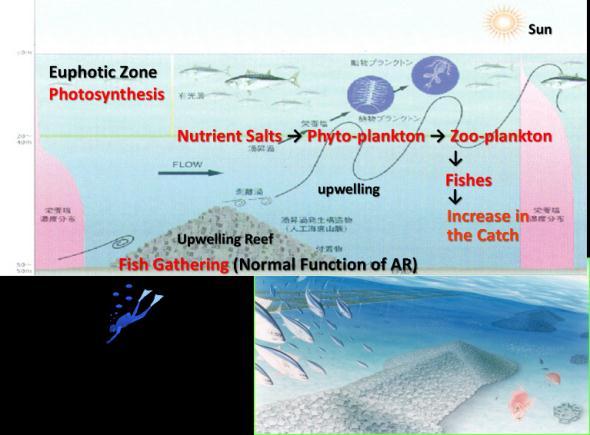 Adoption of a new method to establish upwelling reef If upwelling reef can raise rich nutrient salts from the bottom layer into the euphotic zone, then upwelling reef would enhance the primary