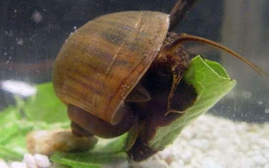 Diet / herbivory Higher rates of feeding and growth than most native freshwater snails (Baker et al, 2010) Consume a wide variety of