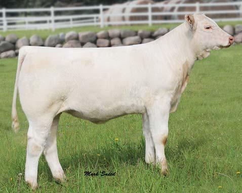 the look since day one. NA NA NA NA NA NA NA NA The dam of this darling fi rst impressed breeders as a bred heifer when she gathered up a number of championship banners across the country.