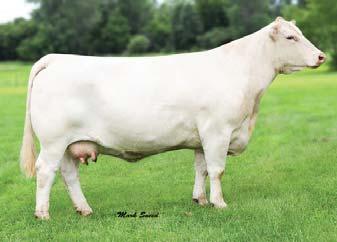 Presented by Coudron Charolais & Zehnder Cattle Lot 22 Katelyn Dam of Lot 22 23 CC Nobody s Girl 1607 Pld M704588 Thomas Swisser Sweet 1764 ET LHD Cigar E46 LHD Mr Perfect Y416 LHD Cigar