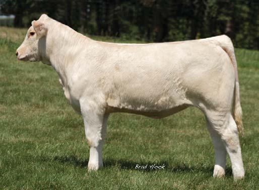 13, 2002 POLLED F961250 This guaranteed successful fl ush will get everyone s blood pumping. She has to be one of the greatest Cigar daughters ever produced. -3.9 2.2 30 49 7 1.9 22 0.