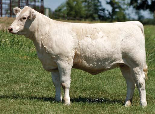 Her fi rst natural daughter born at Summit is many a ranch visitor s favorite young fi rst-calf heifer.