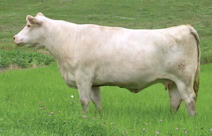 Presented by Hansen Farms & Polzin Cattle 1128 $10,500 dam or maternal granddam of Lots 30 to 37 HF PZC Moonstone 101 31 JANUARY 6, 2011 POLLED EF1136058 32 HF PZC Moonbeam 16Y HFCC Pld Evolution 5L