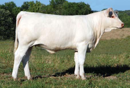 edge combination of #0641 and #1128. DUE: MARCH 2012 2.6 0.7 23 40 3 4.3 15 0.8 Turton fi rst grabbed attention as the 2011 National Western Stock Show Calf Champion.