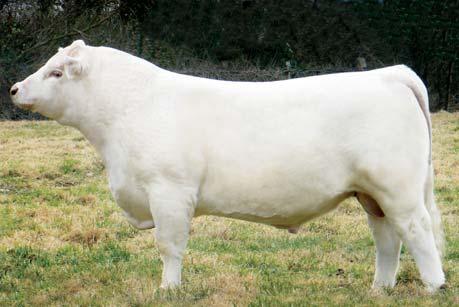 Ms Classic Bell X613 ACE Ms Bud 2419 ET F969404 RC Ms Bud 418 Polled RC Bud 04 ET Miss Showgun RC 416 This soggy, long-necked, bigvolume heifer will impress all that see her.