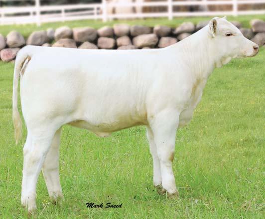 Bud 418 Polled GERRARD MONTEZUMA 6T X WDZ RJB SHENANIGAN 6005 P ET This special mating should be in demand sale day.