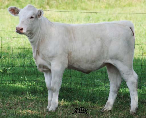 March prospect from the Shepherd embryo program 3.7 1.1 30 54 8 3.9 23 0.8 sired by the moderate and complete LT Bluegrass.