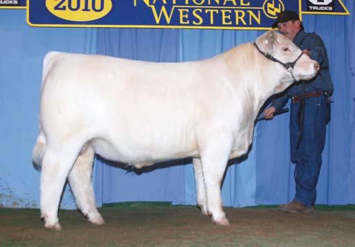 Presented by Shepherd Charolais Full brother to Lot 43 43 DC Ms Majestic Fire Y37 MARCH 7, 2011 POLLED F1135777 M704588 Thomas Swisser Sweet 1764 ET LHD Cigar E46 SCR Magic 3198 SCR Mr Majestic 6115