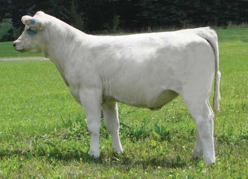 POLLED PENDING Oh man, if you re looking for thickness, and who isn t, 4.2 0.9 36 62 14 4.5 32 1.1 volume and capacity, this strong-made female will fit t the bill.