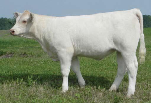 The Ruby E205 cow was one of the great ones and out of another great HBR Lady Performer 934 P.