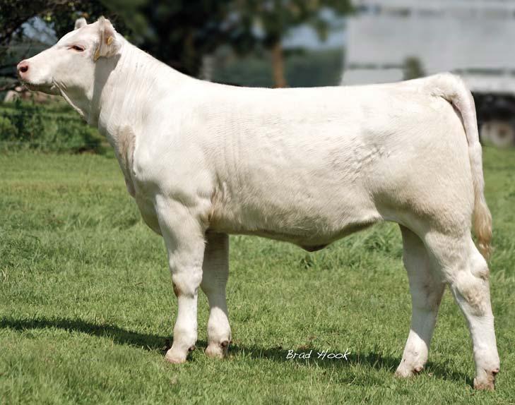 an interesting pedigree. This daughter of LT Easy Pro is 4.0 0.5 26 42 9 0.9 22 0.