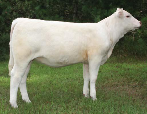 Her dam is out of a really nice Vedvei-bred cow that is super deep-bodied and does a great job year in and year out.