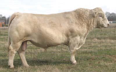 9 Presented by Coudron Charolais CC Grace On Fire 063 Pld 59 MARCH 2, 2010 POLLED F1119365 M704588 Thomas Swisser Sweet 1764 ET LHD Cigar