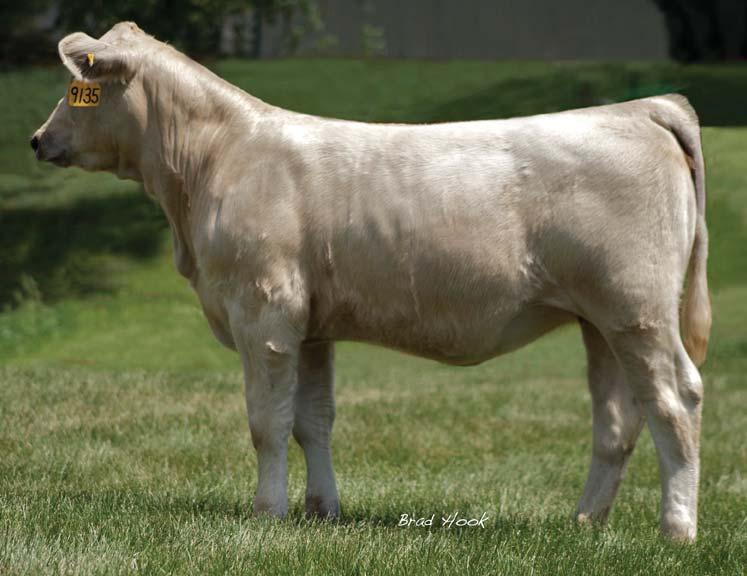 to JDF Troubadour ur 817 ET Tw. An own daughter of the power sire Oahe Wind, the sire of four 6.8-0.2 23 39-6 6.3 5 0.5 National Champion Bulls including the great Fire Water.