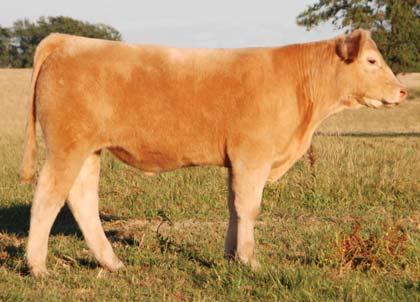 Presented by Big H Ranch Show Steer Prospects LOt 71 Lot 72 73 Theobald Steer MARCH 30, 2011 Sire: Yellow Jacket (Maine x Charolais) Dam: Theobald 969 (Maine x Angus) This smoky,