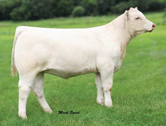 BCI Miss Verylimit 6033 P One of the most eye-appealing, dramatic heifer calves to ever sell! 10.0-2.4 28 53 6 7.