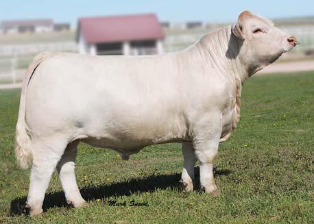 Presented by Nate Suttles, Thomas Ranch & Polzin Cattle National Reserve Champion Bomshell Full sister to Lots 2 & 3 National Champion Firegirl Dam of Lot 1 and full sister to Lots 2 & 3