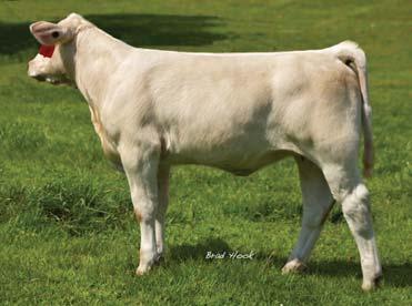 HBR Lady Liz 721 P Thomas Ms Impressive 0641 F873178 BCI Miss Verylimit 6033P Skymont P Unlimited 0115 BCR Rose Girl 0093 APRIL 15, 2011 POLLED EF1136055 These young April ETs will carry