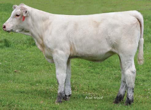 insert the National Champion Montezuma on the NA NA NA NA NA NA NA NA already powerful genetics of #0641. This young April will garner attention sale morning.