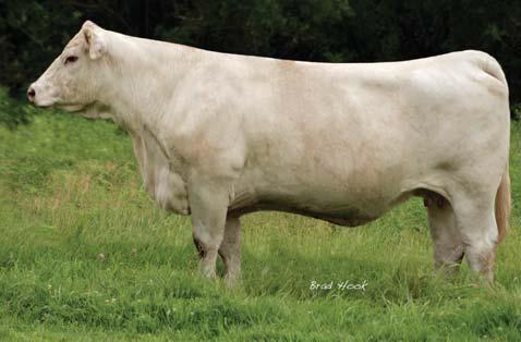 2006 POLLED EF1061110 We feel that she is one of the elite young donors in the 1.1 1.7 35 71 10 0.4 27 1.0 Charolais breed, with an unlimited amount of potential.