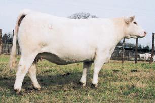 #687 continued to impress us when she entered production, as we admire her mass, power and udder quality.