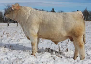 Her combination of top of our breed rankings in Weaning, Yearling, Maternal, Scrotal and Carcass traits is simply amazing. The fact that she shares the same dam as Fire Water and Firemaker adds value.