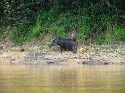 perception and swift action. They guide like hunters and know every contour of the river channel and the arapaima s preferred habitat. They seem to have a nuanced understanding of the fish s movement.