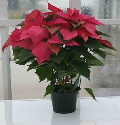 00 a piece Poinsettias must be picked up from the Extension/4-H office and delivered on Thursday, Nov. 15th. Cooperative Extension Service Todd County P.O.