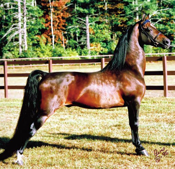 His sire, World Champion Stallion Carlyle Command, begat type and quality in his own right. French is out of the blue hen mare Nobelle, prized by all who have known her.