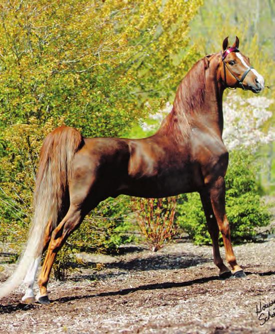 4. MINION MILLENNIUM (Minion Valentino x Pompp And Pazazz by Serenity Masterpiece) All his people agree, Minion Millennium is a great sire because all his get are wonderfully useful in one or other