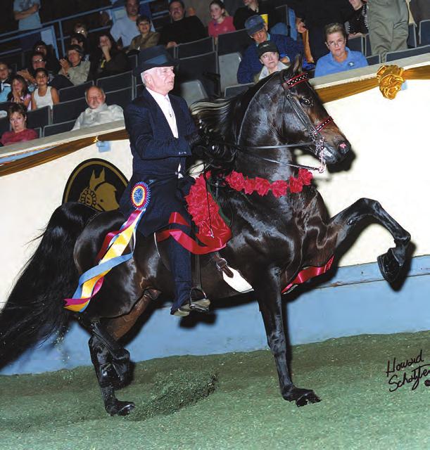 10. STAND AND DELIVER GCH (Queens Vanity Flair x NBN At Your Command by Carlyle Command) Stand And Deliver has been a notable athlete in both the park saddle and park harness divisions demonstrating