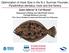 Optimization of Hook Size in the N.J. Summer Flounder, Paralichthys dentatus, hook and line fishery
