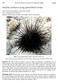 Diadema antillarum (Long-spined Black Urchin)