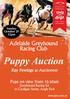Win a $250 voucher towards your new greyhound puppy.