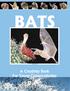 BATS. A Creativity Book For Young Conservationists BY JANE F. G. JENNINGS DRAWINGS BY LAURA A. HOEHN. P.O. Box Austin, Texas 78716