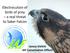 Electrocution of birds of prey a real threat to Saker Falcon. Janusz Sielicki IAF Conservation Officer