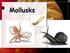 Mollusks Are Soft and Unsegmented