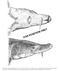 Head from ventral and right side of Acipenser oxyrinchus 200 cm TL juvenile, from St. Lawrence River at Kamouraska, Quebec, which now resides at the