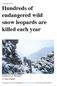 Hundreds of endangered wild snow leopards are killed each year