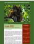 Code RED An e-newsletter from your friends in West Kalimantan. Gunung Palung Orangutan Conservation Program. In This Issue: Issue: 51.