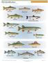 Brook Trout Rainbow Trout Brown Trout. Lake Trout Landlocked Atlantic Salmon. Chain Pickerel Redfin Pickerel. Striped Bass