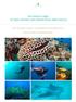 Ibo Island Lodge SCUBA DIVING INFORMATION AND RATES IBO ISLAND LODGE, QUIRIMBAS ARCHIPELAGO NORTHERN MOZAMBIQUE