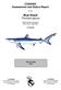 Blue Shark Prionace glauca
